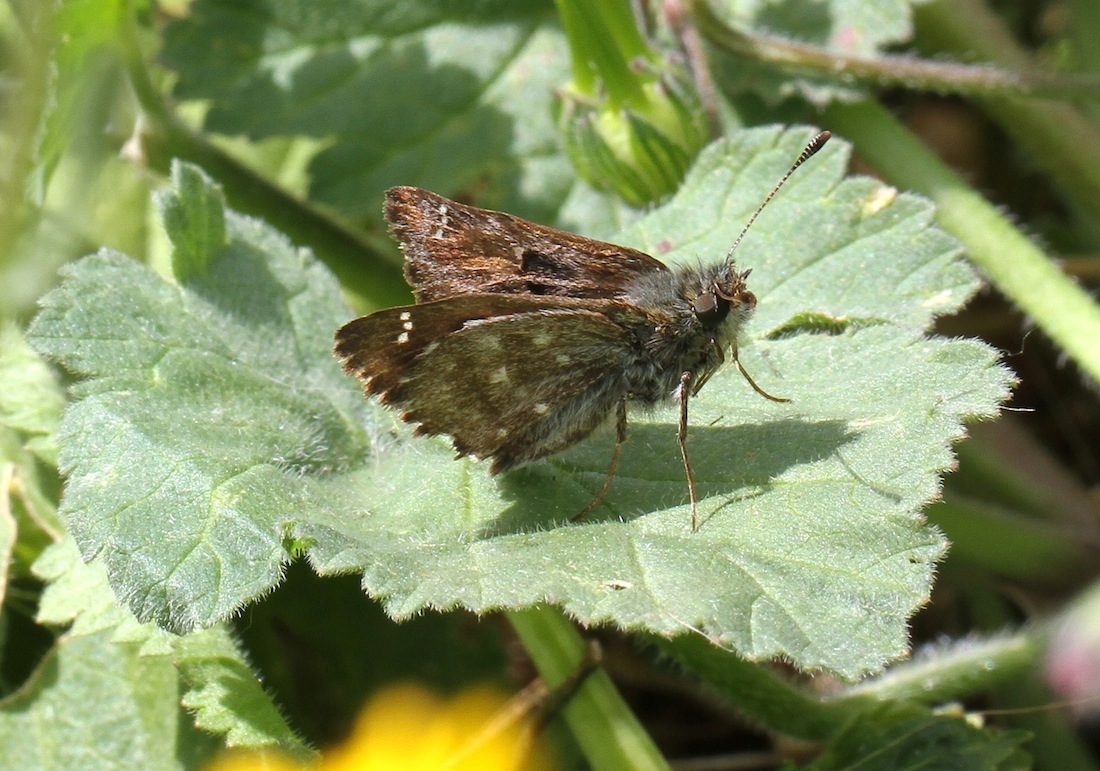 Carcharodus alceae (Esper, 1780) - Hesperiidae Pyrginae